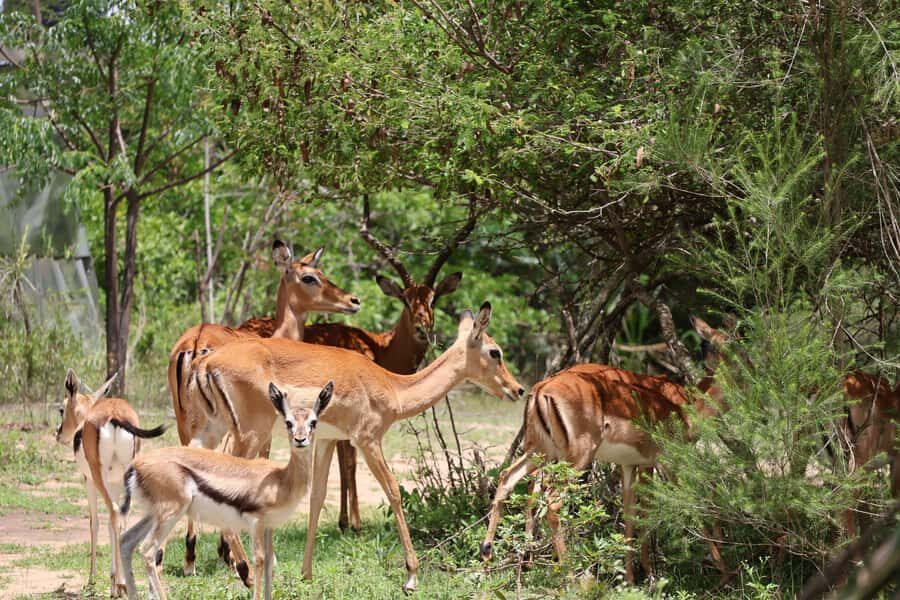 Nairobi: ATV/Quad Bike Wildlife Safari with Transfers & meal - Quick takeaways before you go