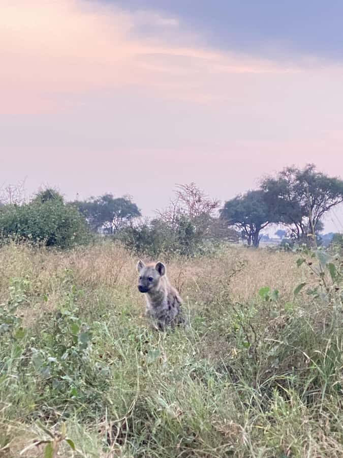 Nairobi: ATV/Quad Bike Wildlife Safari with Transfers & meal - Non-riding options: swim or archery while others ride