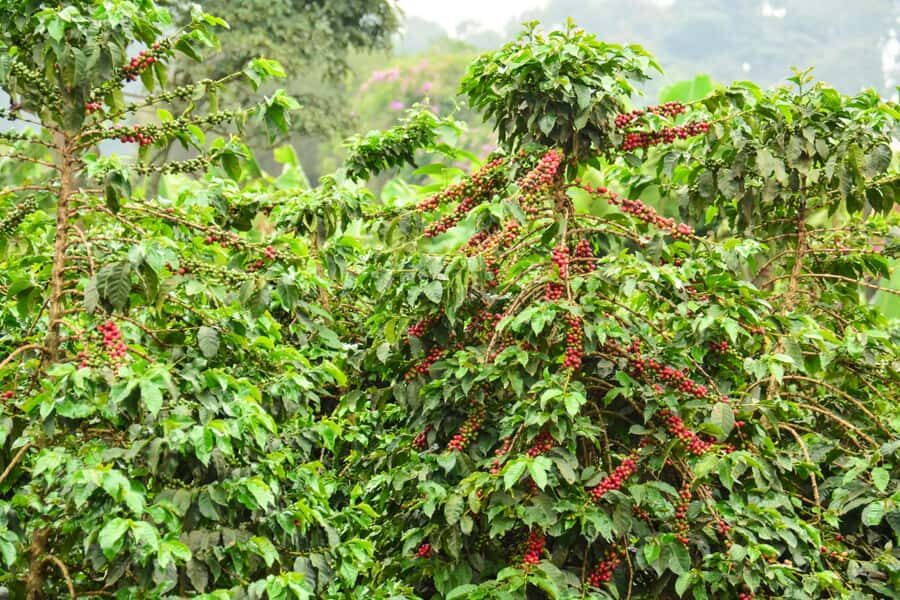 Nairobi: Coffee Factory and Farm Tour with Transfer - Who should book this, and who might not love it