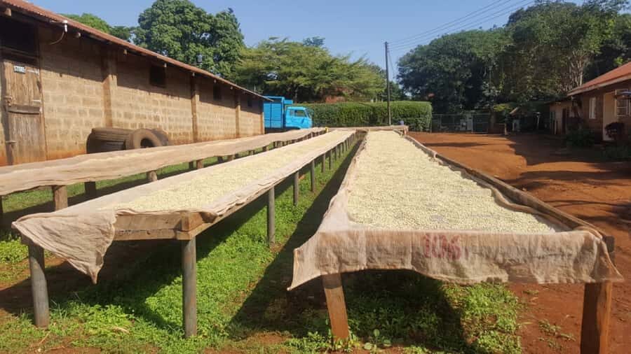 Nairobi: Coffee Farm and Factory Tour with Tasting - Why This Coffee + Nairobi Safari Combo Works