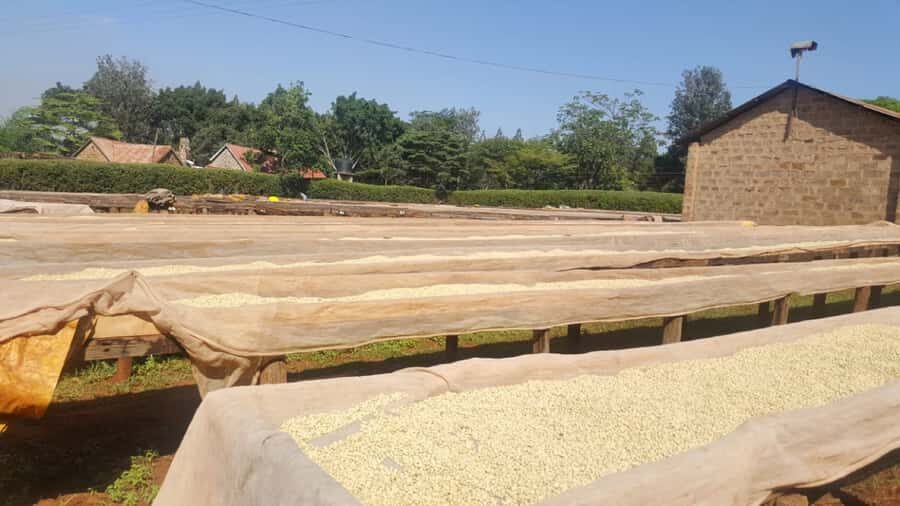 Nairobi: Coffee Farm and Factory Tour with Tasting - Getting There From Nairobi: Pickup, Ride Time, and First Impressions