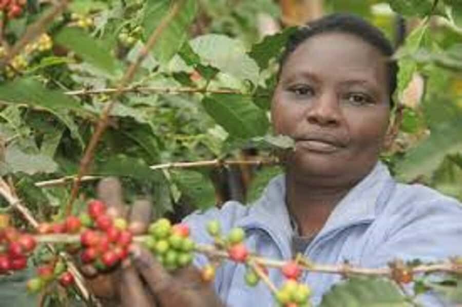 Nairobi: Coffee Farm and Factory Tour with Tasting - Coffee Tasting in the Garden: Sampling Grades, Types, and Varieties