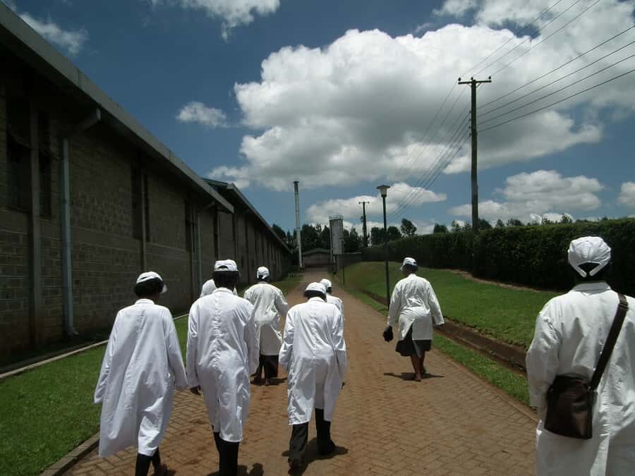 Nairobi: Coffee Farm and Factory Tour with Tasting - What I’d Do to Get the Most Out of It