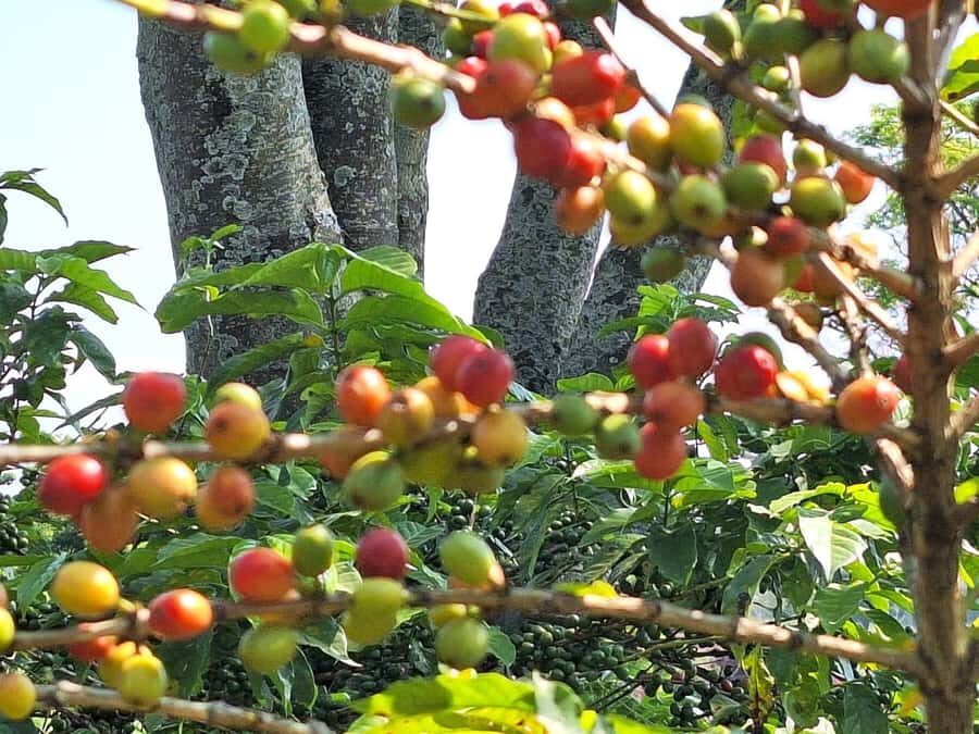 Nairobi: Coffee farm tour with pick up - From Nairobi to Fairview Estate: What the day feels like
