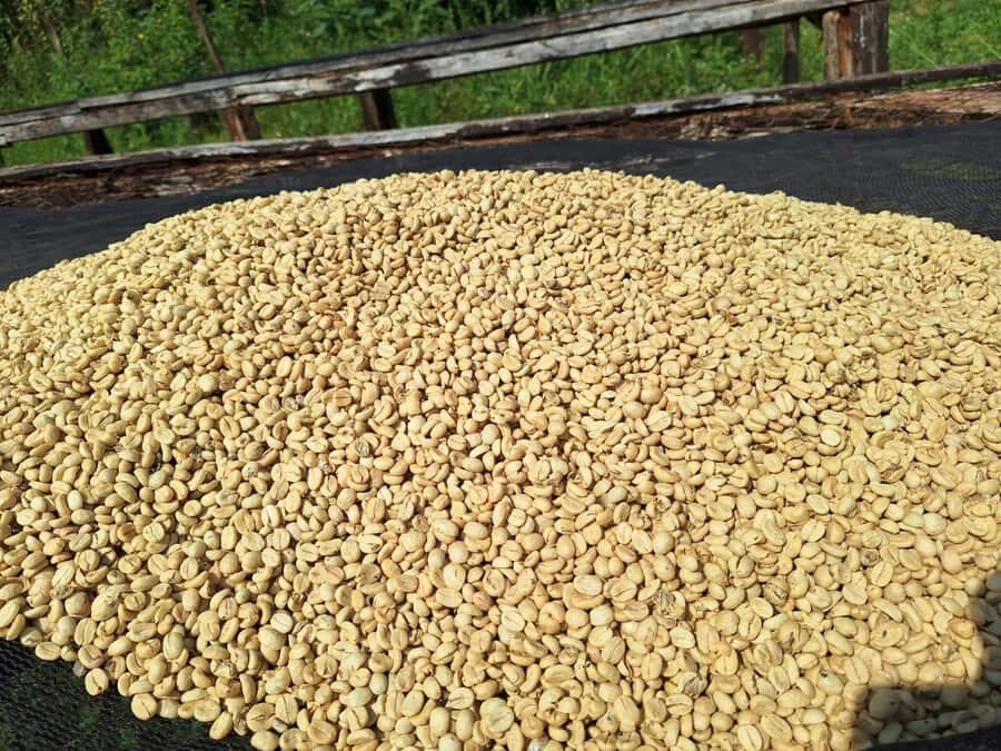 Nairobi: Coffee farm tour with pick up - The coffee field walk: what you learn on the way to the factory