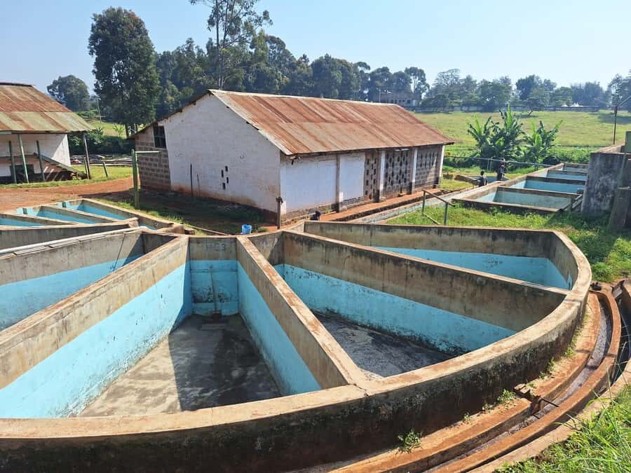 Nairobi: Coffee farm tour with pick up - Patio time with panoramic views and a freshly brewed cup