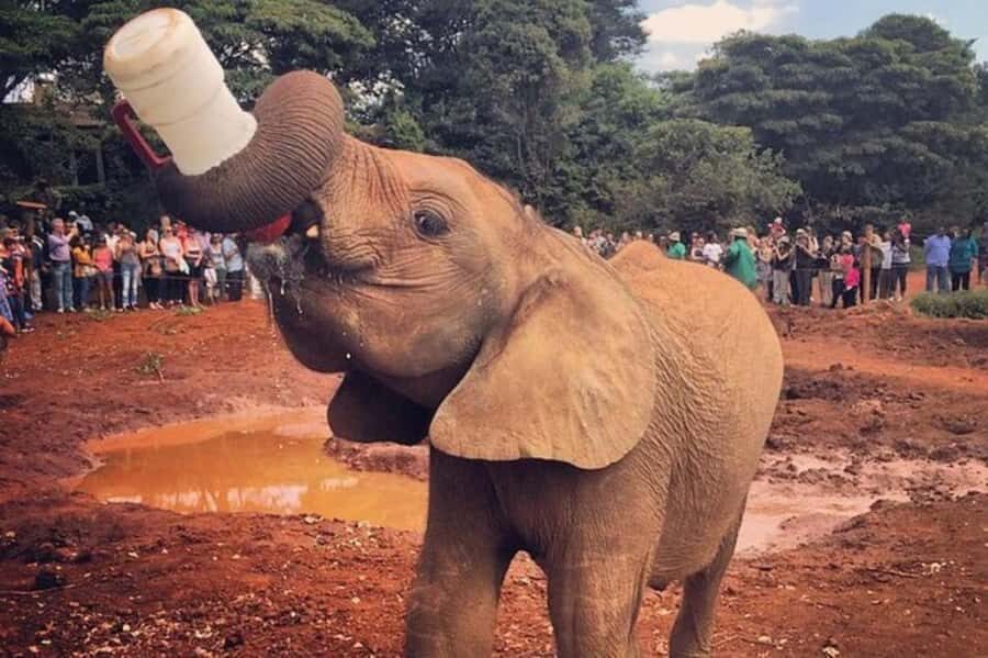 Nairobi: David Sheldrick Elephant Orphanage Visit - A One-Hour Meeting with David Sheldrick’s Milk-Dependent Orphans