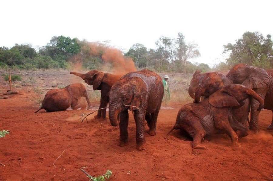 Nairobi: David Sheldrick Elephant Orphanage Visit - What the Wardens Teach You About Elephant Orphans and Conservation
