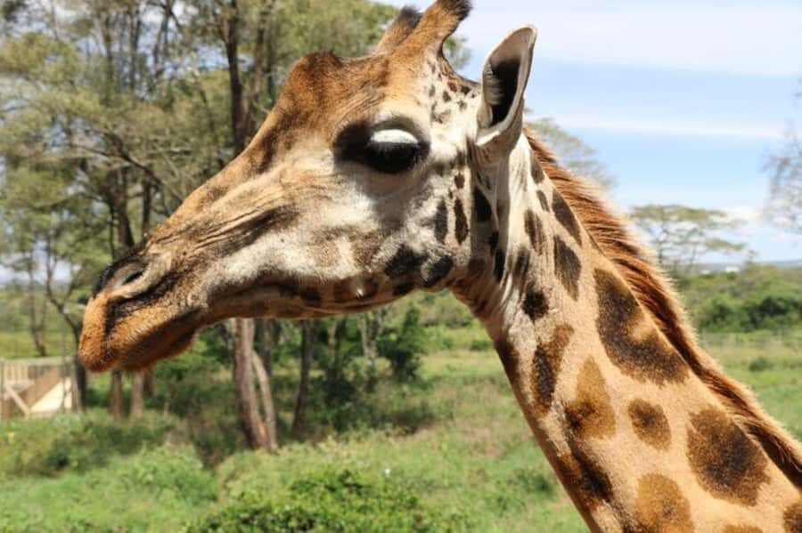 Nairobi: David Sheldrick Elephant Orphanage Visit - The One-Hour Schedule: How to Plan Your Nairobi Half-Day
