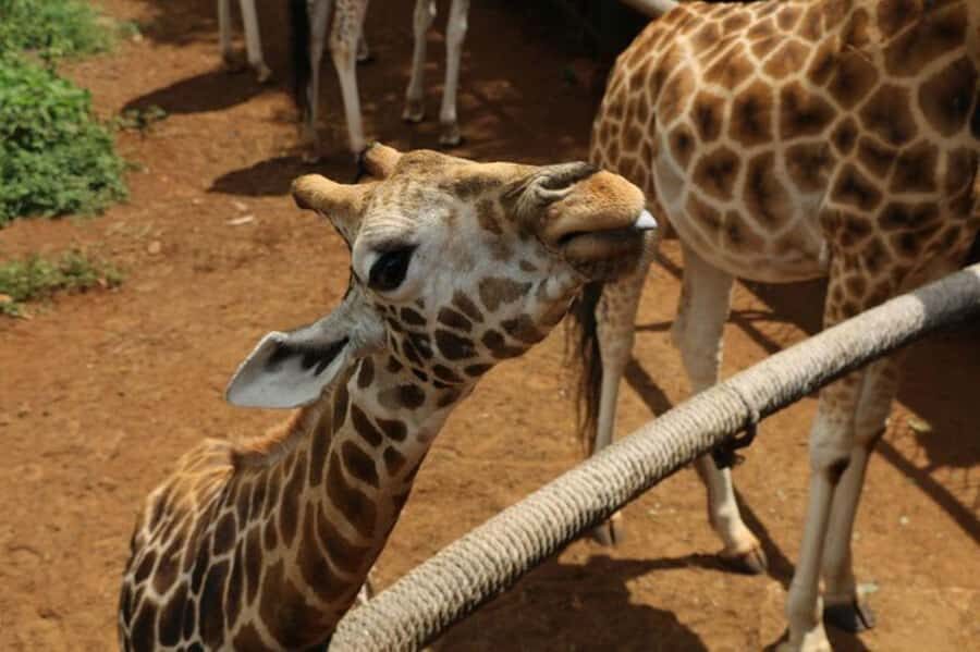 Nairobi: David Sheldrick Elephant Orphanage Visit - Price and Value: The $85 Ticket and the Fee You Must Account For