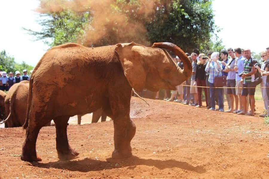 Nairobi: David Sheldrick Elephant Orphanage Visit - Logistics That Can Make or Break the Day