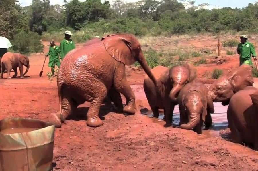 Nairobi: David Sheldrick Elephant Orphanage Visit - Entering the Orphanage: Rope-Side Watching and Feeding Time