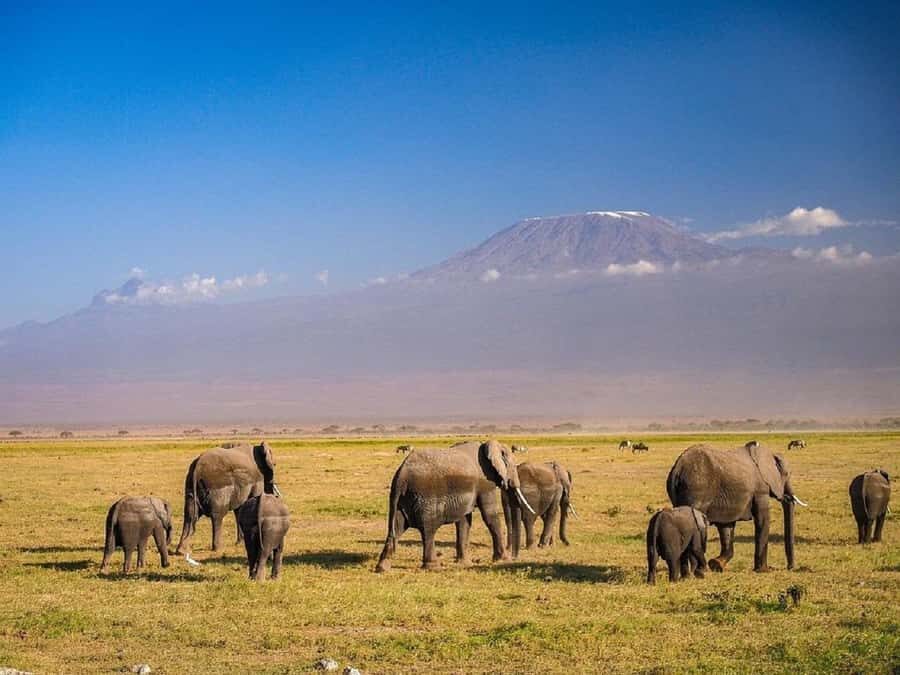 Nairobi: Day Trip to Amboseli National Park - Key takeaways before you go
