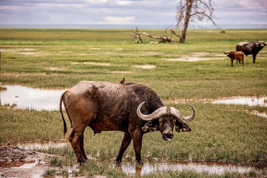 Nairobi: Day Trip to Amboseli National Park - Dawn Departure From Nairobi: The 6:00 AM head start you feel all day
