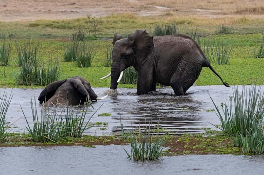 Nairobi: Day Trip to Amboseli National Park - Entrance Fees and Park Rules: The small stuff that keeps the day smooth