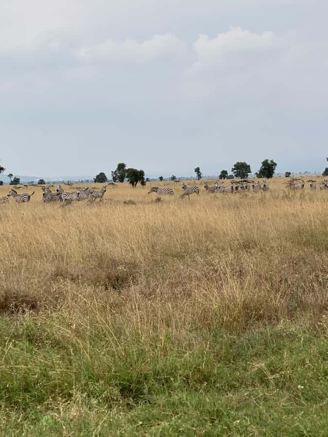 Nairobi: E-Bike/Cycling Wildlife Safari with Transfer & meal - Riding with kids or baby seats: family-friendly in the real world