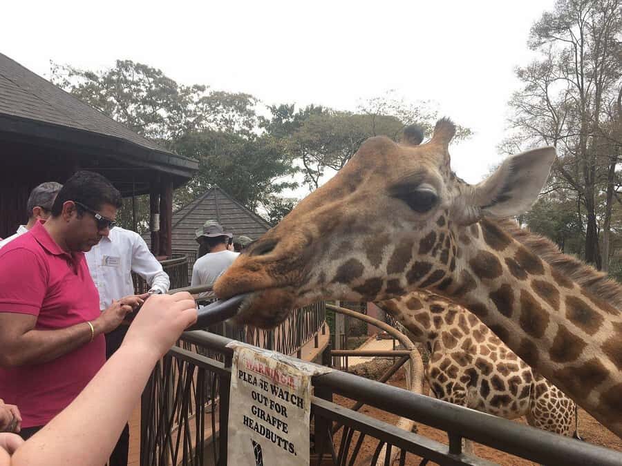 Nairobi: Elephant Orphanage and Giraffe Center Day Tour - Key things I’d circle before you book