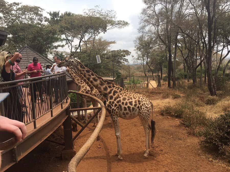 Nairobi: Elephant Orphanage and Giraffe Center Day Tour - Nairobi in 6 Hours: What This Day Tour Really Covers