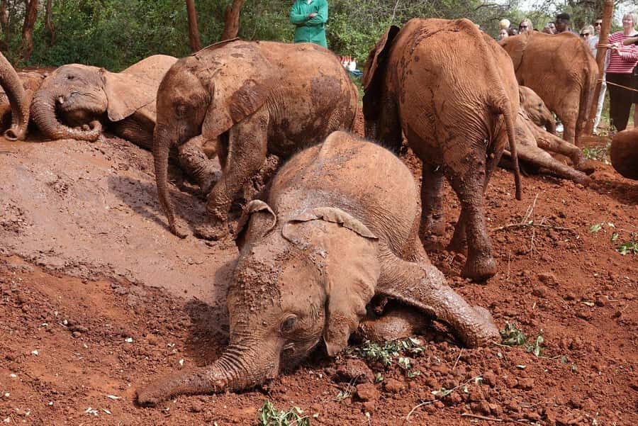 Nairobi: Elephant Orphanage and Giraffe Center Day Tour - Feeding Baby Elephants at David Sheldrick Wildlife Trust