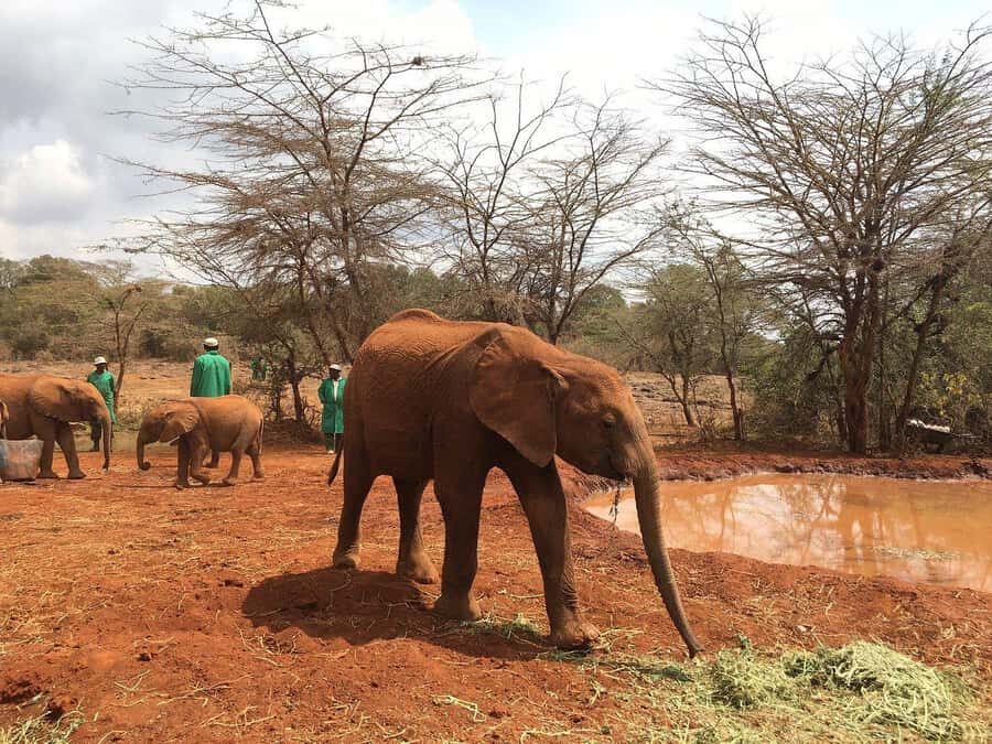 Nairobi: Elephant Orphanage and Giraffe Center Day Tour - Price and Value: What $35 Covers (and What Might Be Extra)