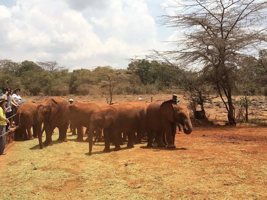 Nairobi: Elephant Orphanage and Giraffe Center Day Tour - FAQ