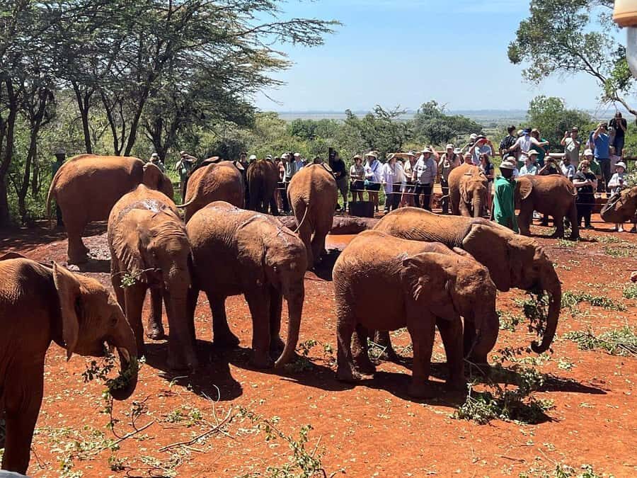 Nairobi: Elephant Orphanage and Giraffe Center Day Tour - Giraffe Center: Rothschild’s Giraffes and Conservation Education