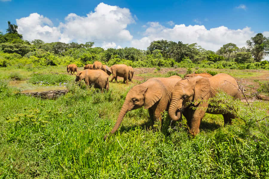 Nairobi: Elephant Orphanage, Beads Factory , giraffe center - Nairobi Half-Day, Three Stops That Actually Make Sense