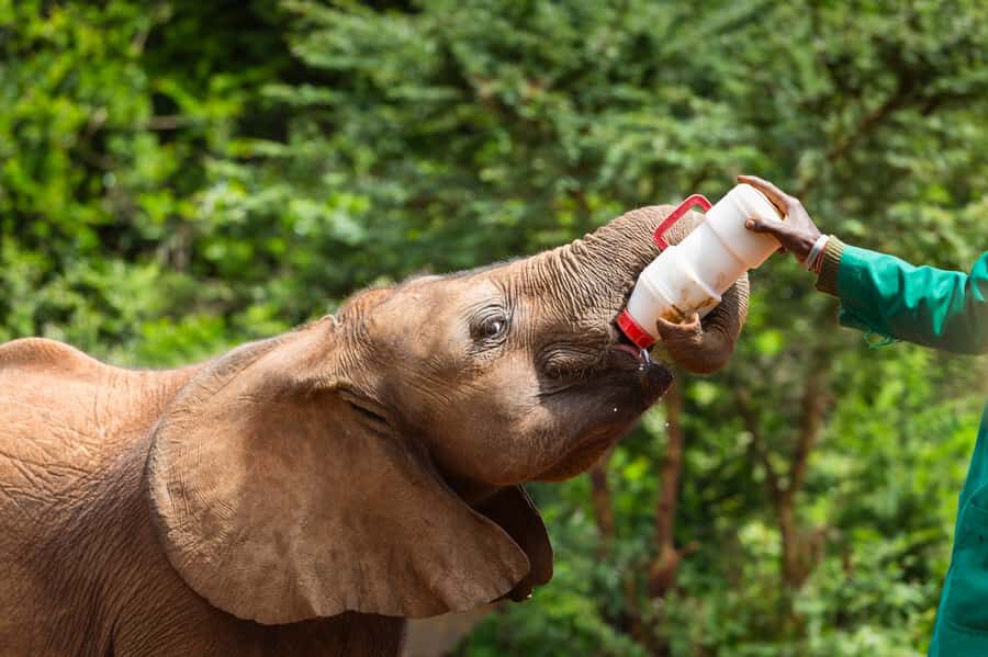 Nairobi: Elephant Orphanage, Beads Factory , giraffe center - Giraffe Centre: Feeding, Learning, and the Semi-Wild Feeling