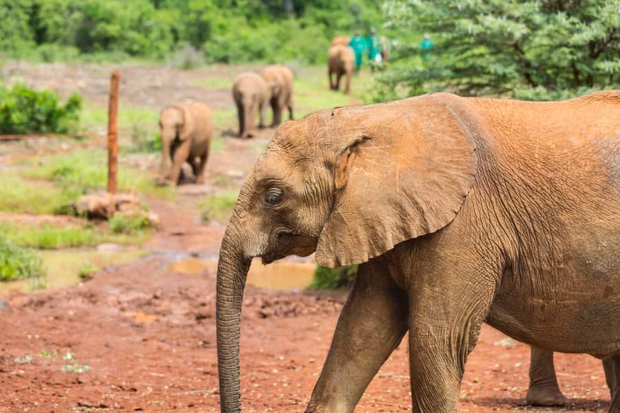 Nairobi: Elephant Orphanage, Beads Factory , giraffe center - Price and Value: What $28 Actually Buys You