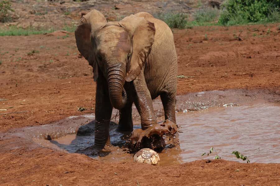 Nairobi: Elephant Orphanage, Beads Factory , giraffe center - Who This Tour Fits Best