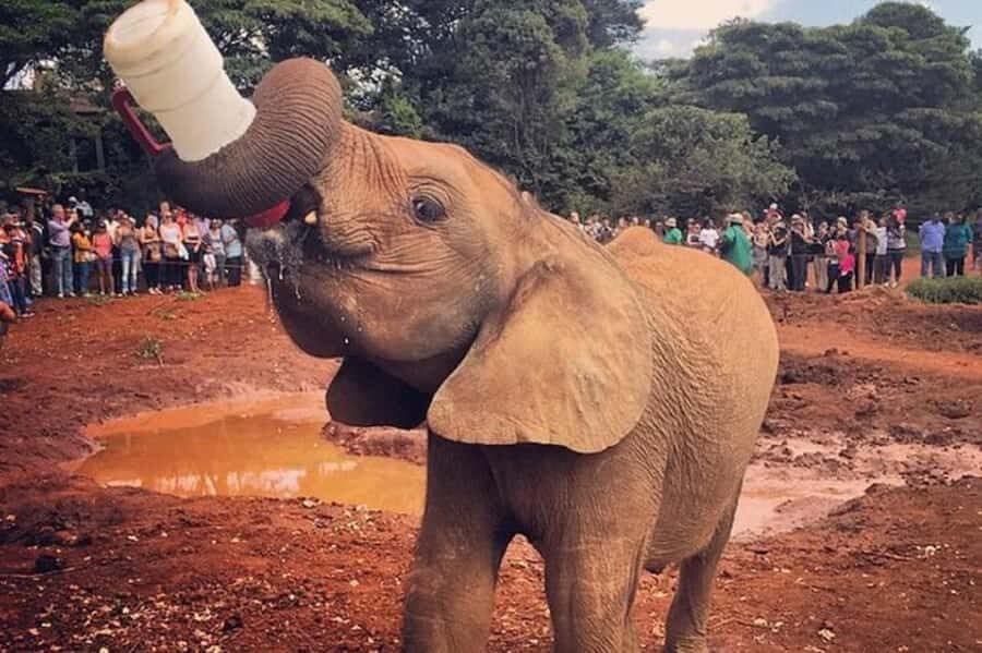 Nairobi: Elephant Orphanage, Giraffe Center, & Karen Blixen - Key points before you go