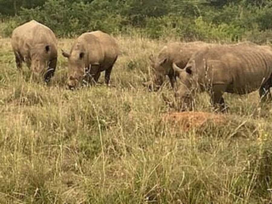 Nairobi: Elephant Orphanage, Giraffe Center, & Karen Blixen - David Sheldrick Wildlife Trust: learning about orphaned elephants