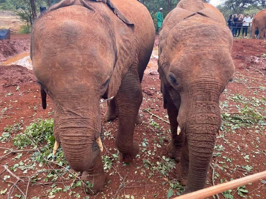Nairobi: Elephant Orphanage, Giraffe Center, & Karen Blixen - Giraffe Centre: Rothschild’s giraffes up close