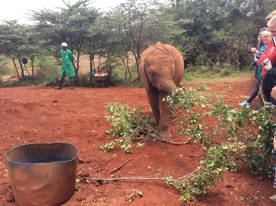 Nairobi: Elephant Orphanage, Giraffe Center, & Karen Blixen - Price and logistics: what you pay versus what you get