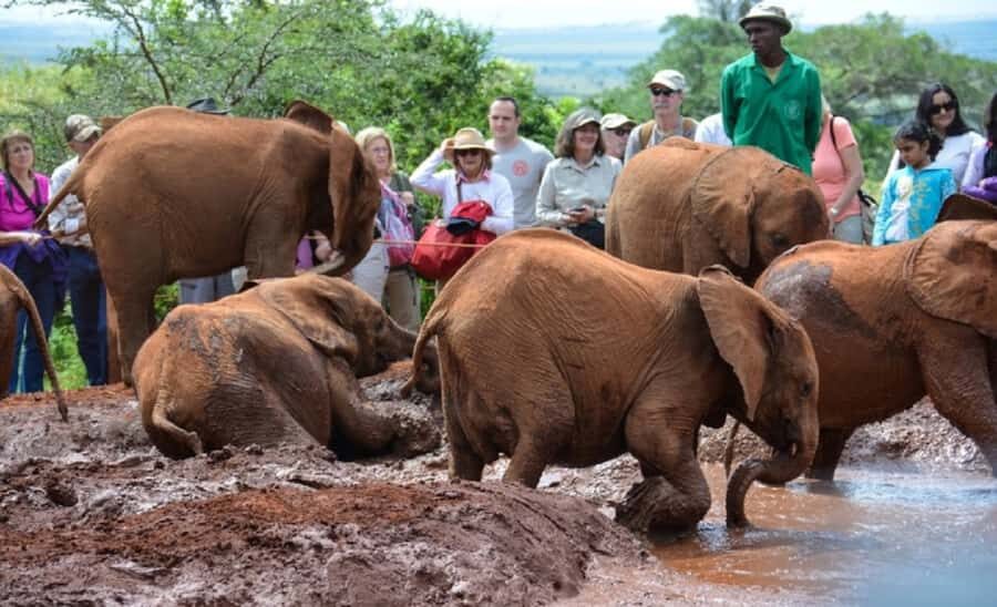 Nairobi: Elephant Orphanage, Giraffe Center, & Karen Blixen - Pickup and timing: where your day can win or lose