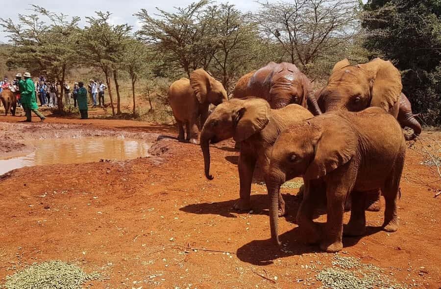 Nairobi: Elephant Orphanage Trust and Giraffe Center Tour - How this Nairobi wildlife loop runs in real life