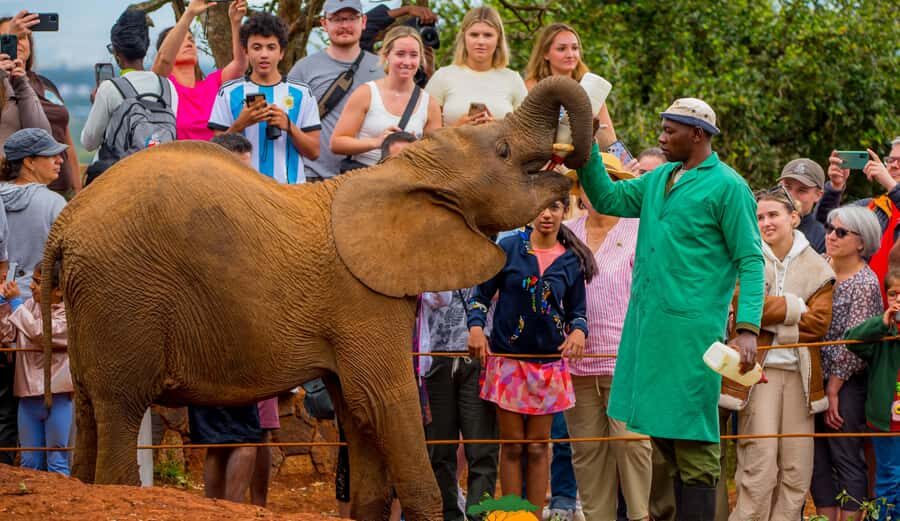Nairobi: Elephant Orphanage Trust and Giraffe Center Tour - Should you book this Nairobi Elephant and Giraffe Tour?