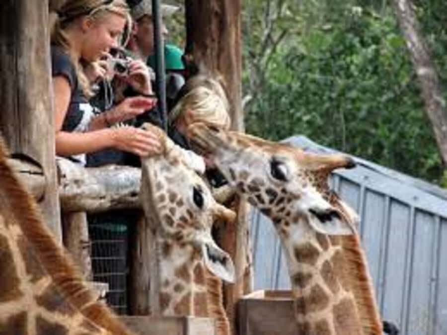 Nairobi: Elephants, Giraffes, Karen Blixen & Bomas Tour - A smooth Nairobi day: wildlife first, then Karen and culture