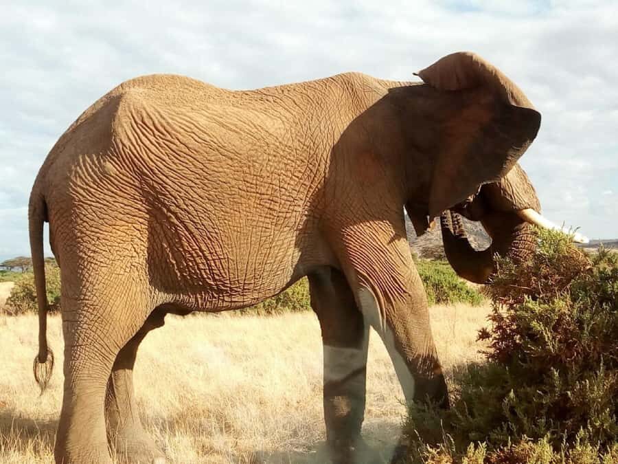 Nairobi: Elephants, Giraffes, Karen Blixen & Bomas Tour - Price and value: does $80 make sense for this full day?