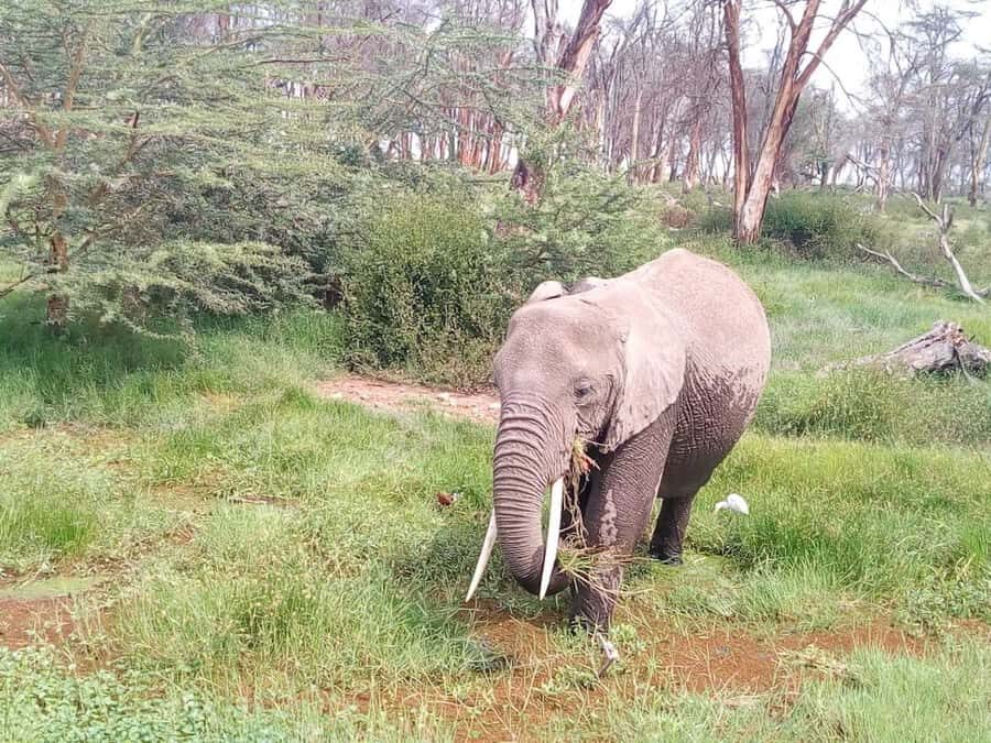 Nairobi: Elephants, Giraffes, Karen Blixen & Bomas Tour - David Sheldrick Wildlife Trust: baby elephants and the rescue story