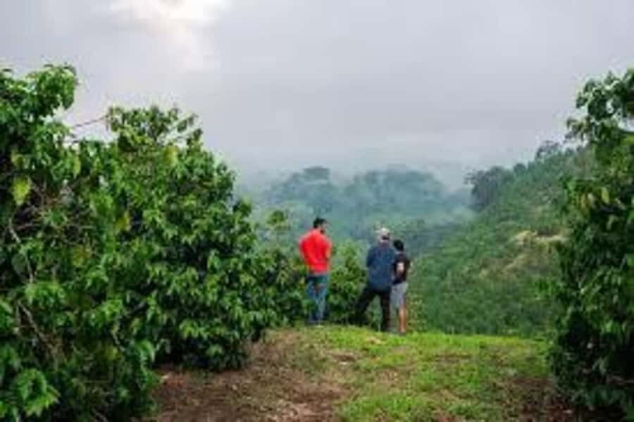 Nairobi: Fairview Coffee Estate Tour with Pickup - Pickup and timing: the 4-hour clock you need to respect