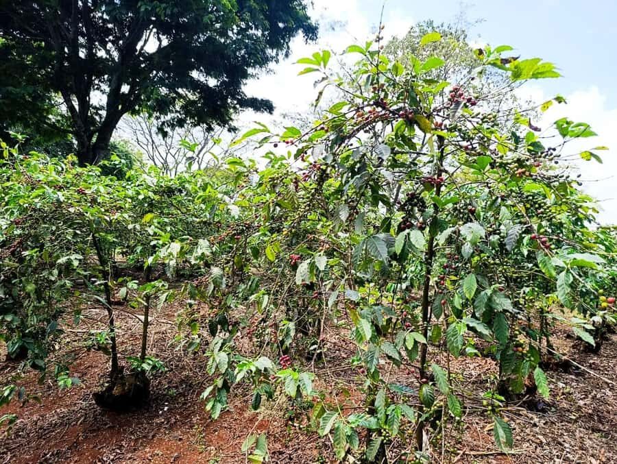 Nairobi: Fairview Coffee Estate Tour with Pickup - Walking the coffee rows: SL28, Ruiru 11, and what cherries mean