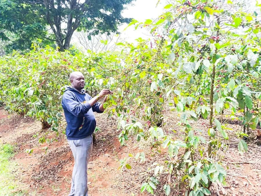 Nairobi: Fairview Coffee Estate Tour with Pickup - Hands-on roasting: your coffee, roasted with firewood