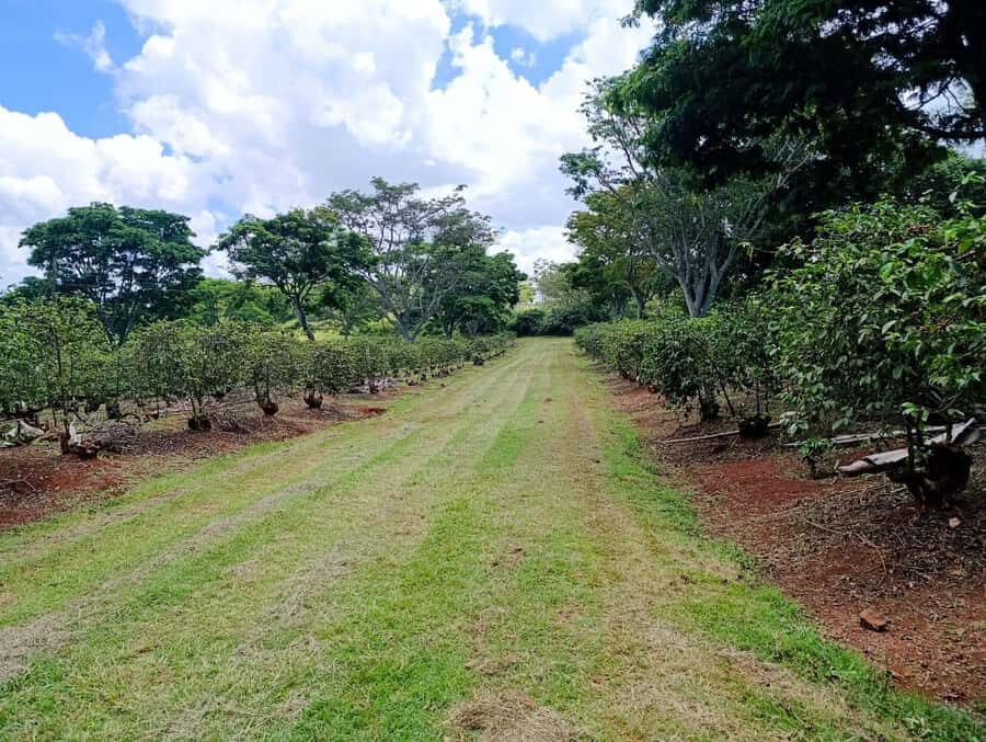 Nairobi: Fairview Coffee Estate Tour with Pickup - Cupping and tasting: roast levels, not just coffee drinking