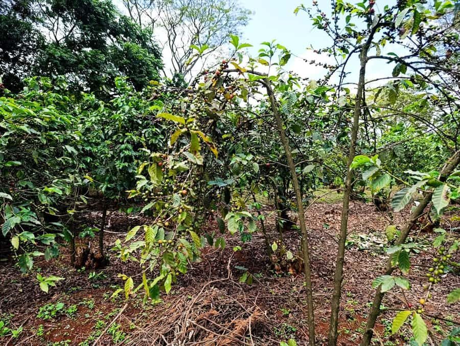 Nairobi: Fairview Coffee Estate Tour with Pickup - Price and value: $38 makes sense, but budget for the entry fee