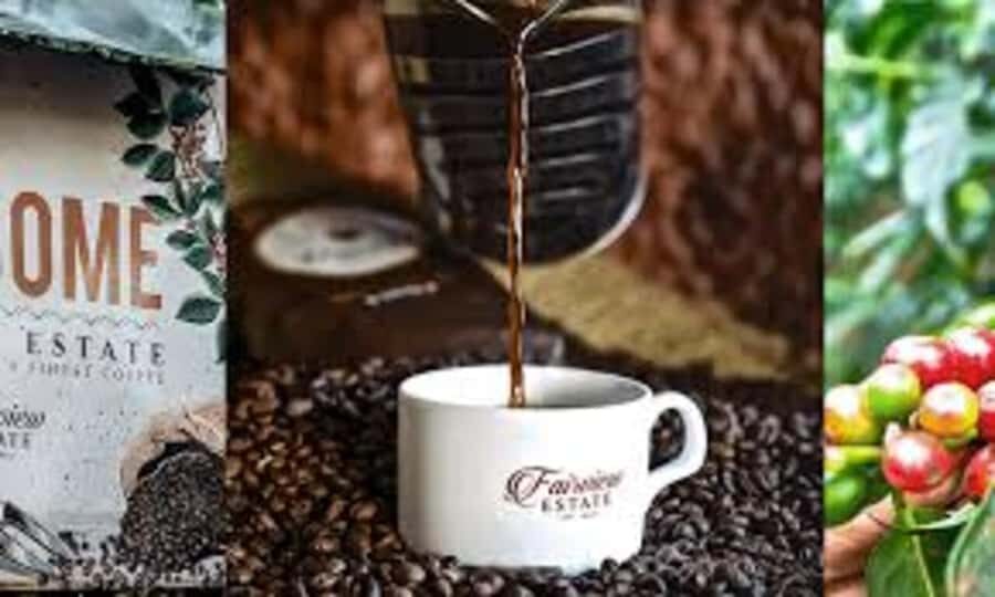 Nairobi: Fairview Coffee Estate Tour with Pickup - First stop on the hill: welcome coffee and a sense of place