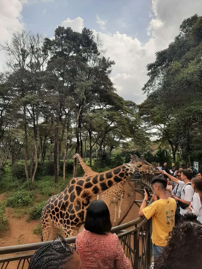 Nairobi: Game drive, elephant Orphanage & giraffe centre. - The Souvenir Shop Stop (and How to Use It Well)