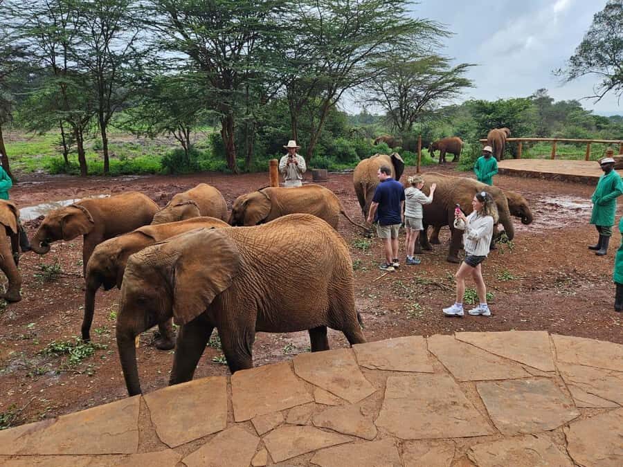 Nairobi: Giraffe Center, Elephant Orphanage, and Beads Tour - A Tight Nairobi Circuit: Giraffes, Elephants, and Beads in 5 Hours