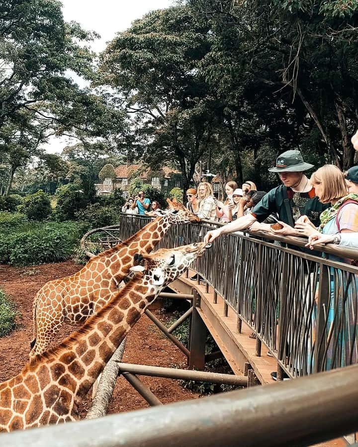 Nairobi: Giraffe Center, Elephant Orphanage, and Beads Tour - David Sheldrick Wildlife Trust and the Elephant Orphanage Stop