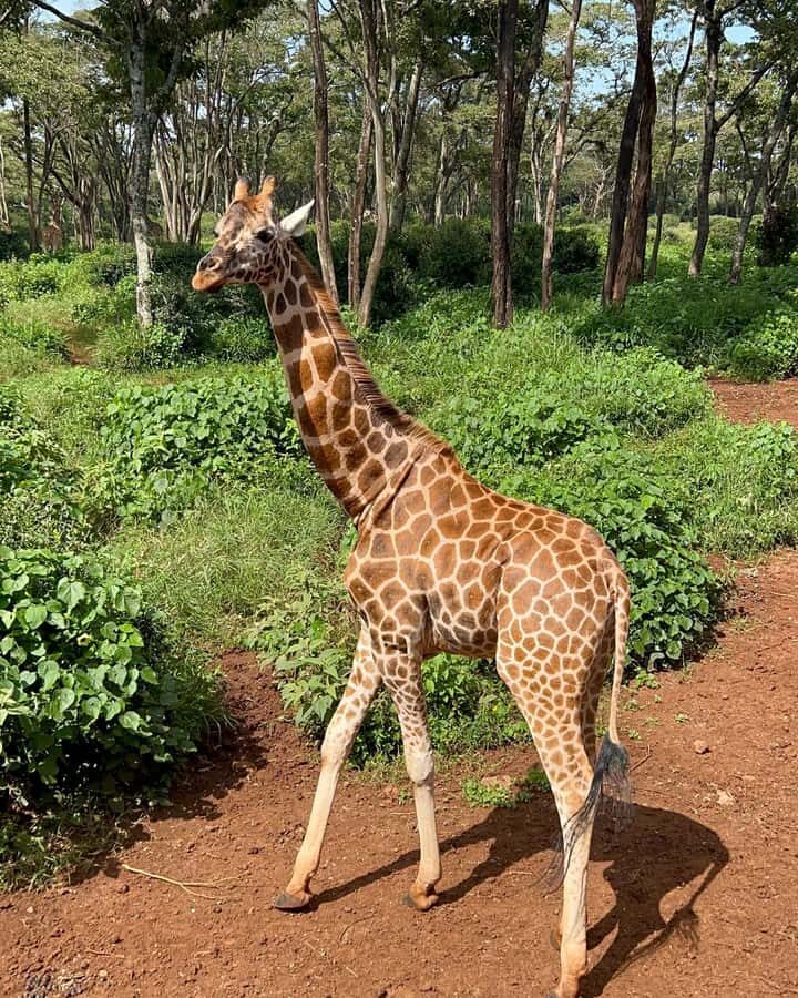 Nairobi: Giraffe Center, Elephant Orphanage, and Beads Tour - Price and Logistics: What $28 Really Buys You